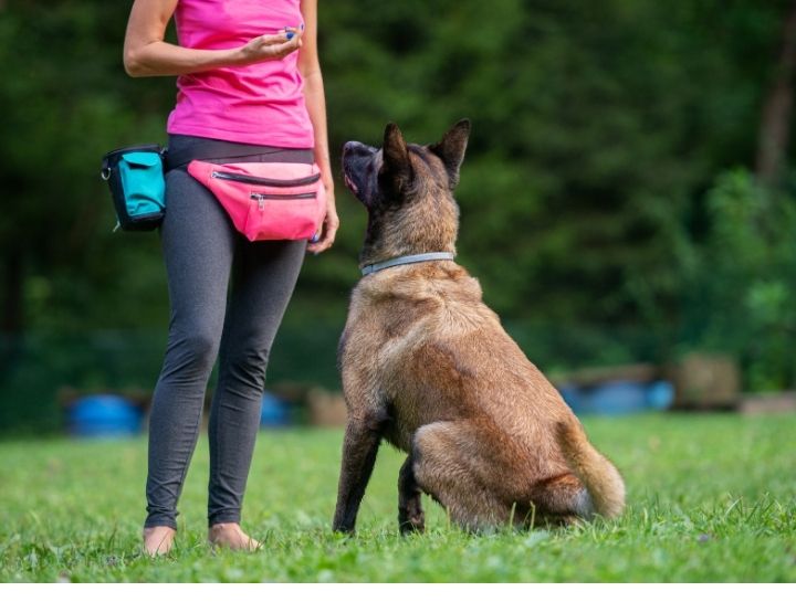 Dog Training  $city 