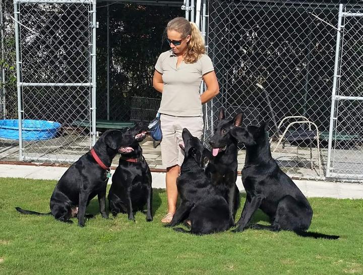 $city Dog Training